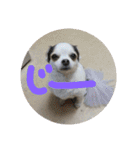 ミックス犬キナゴーと仲間たち第2弾（個別スタンプ：26）