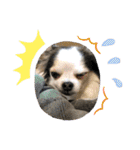 ミックス犬キナゴーと仲間たち第2弾（個別スタンプ：29）