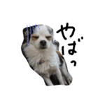 ミックス犬キナゴーと仲間たち第2弾（個別スタンプ：30）