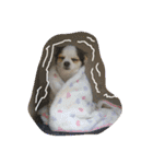 ミックス犬キナゴーと仲間たち第2弾（個別スタンプ：32）