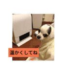 ミックス犬キナゴーと仲間たち第2弾（個別スタンプ：33）