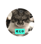 ミックス犬キナゴーと仲間たち第2弾（個別スタンプ：34）