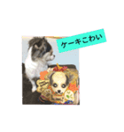 ミックス犬キナゴーと仲間たち第2弾（個別スタンプ：35）
