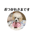 ミックス犬キナゴーと仲間たち第2弾（個別スタンプ：36）