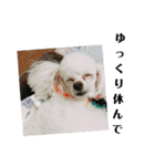 ミックス犬キナゴーと仲間たち第2弾（個別スタンプ：38）