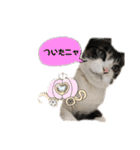 猫ちゃん達の生活会話（個別スタンプ：13）