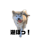 柴犬ちっちの日常（個別スタンプ：2）