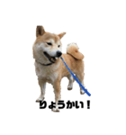 柴犬ちっちの日常（個別スタンプ：3）
