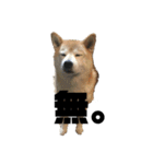 柴犬ちっちの日常（個別スタンプ：4）