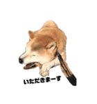 柴犬ちっちの日常（個別スタンプ：6）