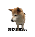 柴犬ちっちの日常（個別スタンプ：7）
