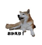 柴犬ちっちの日常（個別スタンプ：8）