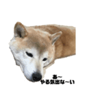 柴犬ちっちの日常（個別スタンプ：9）