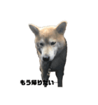 柴犬ちっちの日常（個別スタンプ：10）
