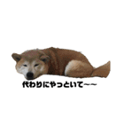 柴犬ちっちの日常（個別スタンプ：11）