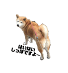 柴犬ちっちの日常（個別スタンプ：12）