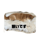 柴犬ちっちの日常（個別スタンプ：13）