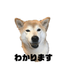 柴犬ちっちの日常（個別スタンプ：14）