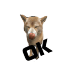 柴犬ちっちの日常（個別スタンプ：15）
