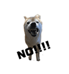 柴犬ちっちの日常（個別スタンプ：16）