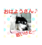 愛犬猫たちのつぶやき（個別スタンプ：1）