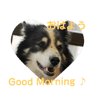 愛犬猫たちのつぶやき（個別スタンプ：2）
