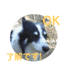 愛犬猫たちのつぶやき（個別スタンプ：5）