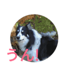 愛犬猫たちのつぶやき（個別スタンプ：6）