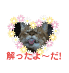 愛犬猫たちのつぶやき（個別スタンプ：7）