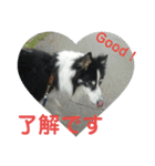 愛犬猫たちのつぶやき（個別スタンプ：8）