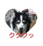 愛犬猫たちのつぶやき（個別スタンプ：9）