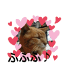 愛犬猫たちのつぶやき（個別スタンプ：10）