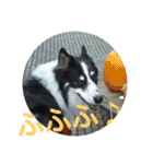 愛犬猫たちのつぶやき（個別スタンプ：11）