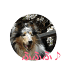 愛犬猫たちのつぶやき（個別スタンプ：12）