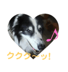 愛犬猫たちのつぶやき（個別スタンプ：13）