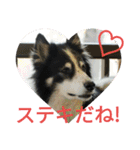 愛犬猫たちのつぶやき（個別スタンプ：16）