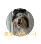 愛犬猫たちのつぶやき（個別スタンプ：17）