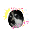 愛犬猫たちのつぶやき（個別スタンプ：19）