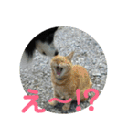 愛犬猫たちのつぶやき（個別スタンプ：20）