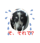 愛犬猫たちのつぶやき（個別スタンプ：21）