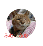 愛犬猫たちのつぶやき（個別スタンプ：22）