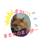 愛犬猫たちのつぶやき（個別スタンプ：23）
