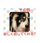 愛犬猫たちのつぶやき（個別スタンプ：24）