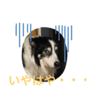 愛犬猫たちのつぶやき（個別スタンプ：29）