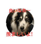 愛犬猫たちのつぶやき（個別スタンプ：30）