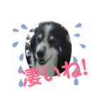 愛犬猫たちのつぶやき（個別スタンプ：32）