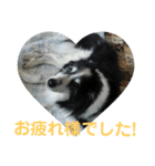 愛犬猫たちのつぶやき（個別スタンプ：34）