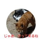 愛犬猫たちのつぶやき（個別スタンプ：36）