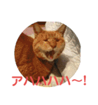 愛犬猫たちのつぶやき（個別スタンプ：37）