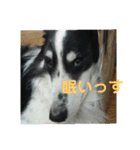 愛犬猫たちのつぶやき（個別スタンプ：38）